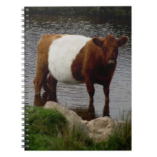Dartmoor Belted Galloway Cow Standing In River Notebook