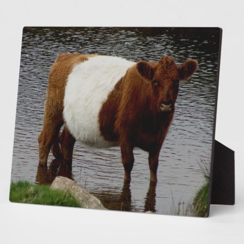 Dartmoor Belted Galloway Cow Standing In River Plaque