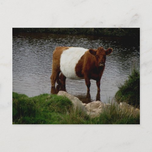Dartmoor Belted Galloway Cow Standing In River Postcard