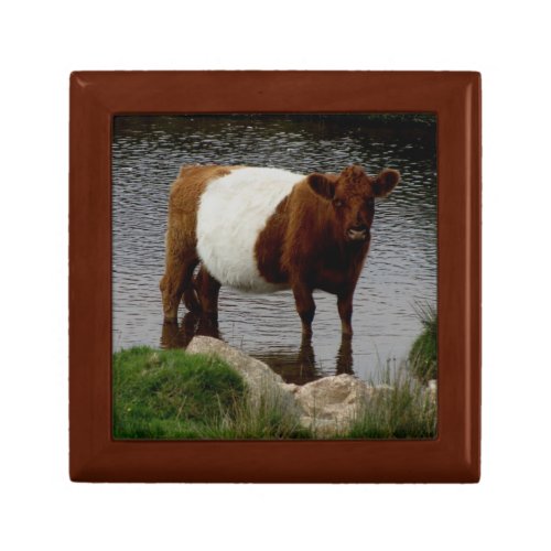 Dartmoor Belted Galloway Cow Standing River Jewelry Box