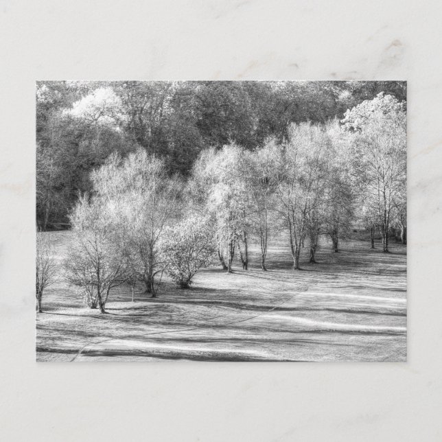 Dartmoor Morning Frost Monochrome Postcard (Front)