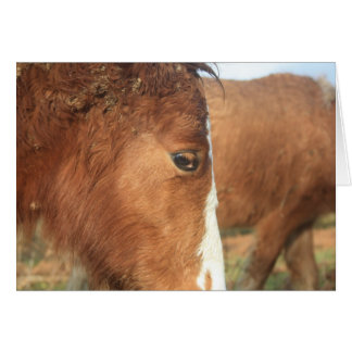 Dartmoor Ponies Cards