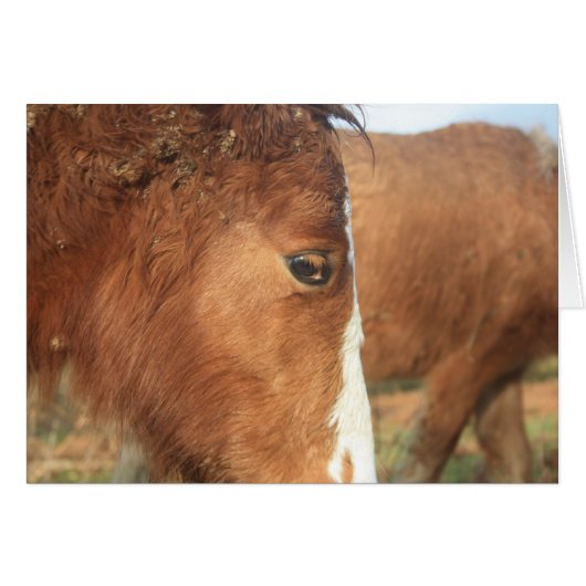 Dartmoor Ponies Cards (Front Horizontal)
