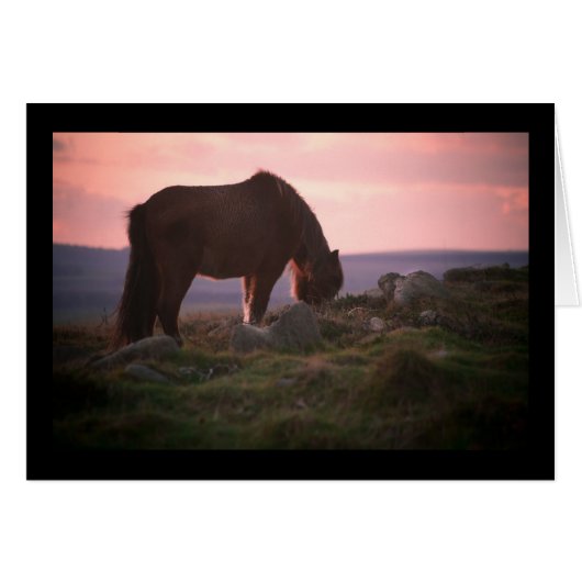 Dartmoor Pony at Sunset Cards (Front Horizontal)