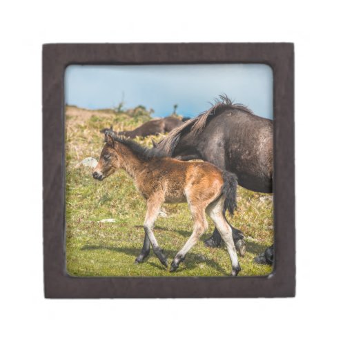 Dartmoor pony baby at Haytor rock Devon UK Gift Box