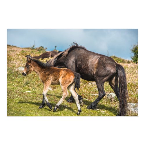 Dartmoor pony baby at Haytor rock Devon UK Photo Print