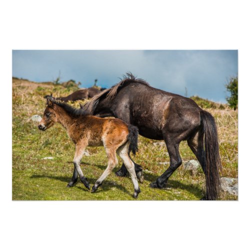 Dartmoor pony baby at Haytor rock Devon UK Poster