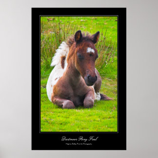 Dartmoor Pony Foal gallery-style poster print