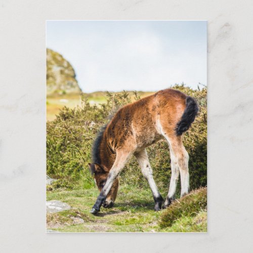 Dartmoor pony foal in front of Haytor rock uk Postcard
