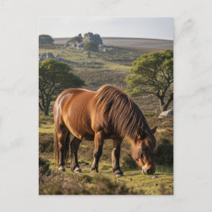 Dartmoor Pony in Dartmoor National Park Travel Postcard