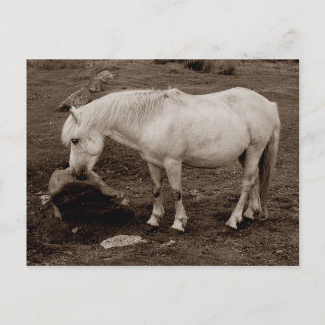 Dartmoor pony rubbing mouth on rock  ( sepia ) postcard (Front)