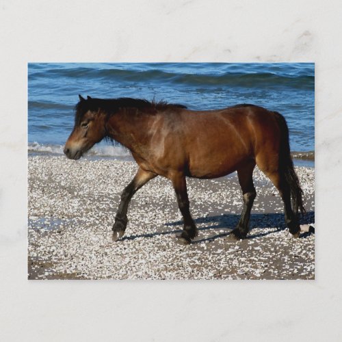 Dartmoor pony walking on remote south Devon beach Postcard