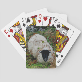 Dartmoor Sheep In Hiding Poker Cards