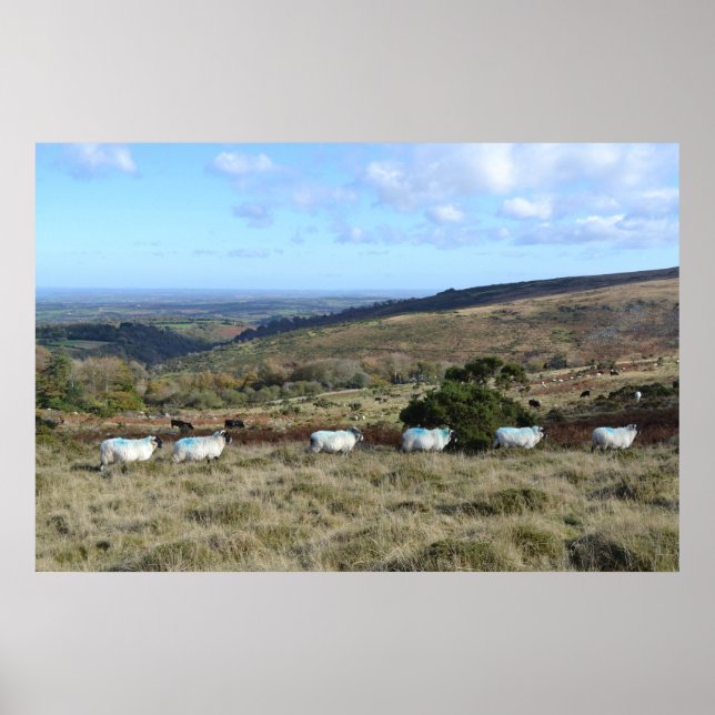 Dartmoor Sheep Poster (Front)