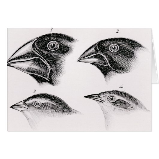 Darwin's bird observations cards (Front Horizontal)