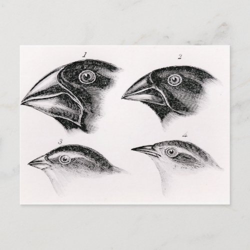 Darwins bird observations postcard