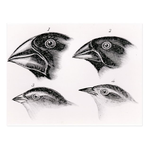 darwin bird sketch