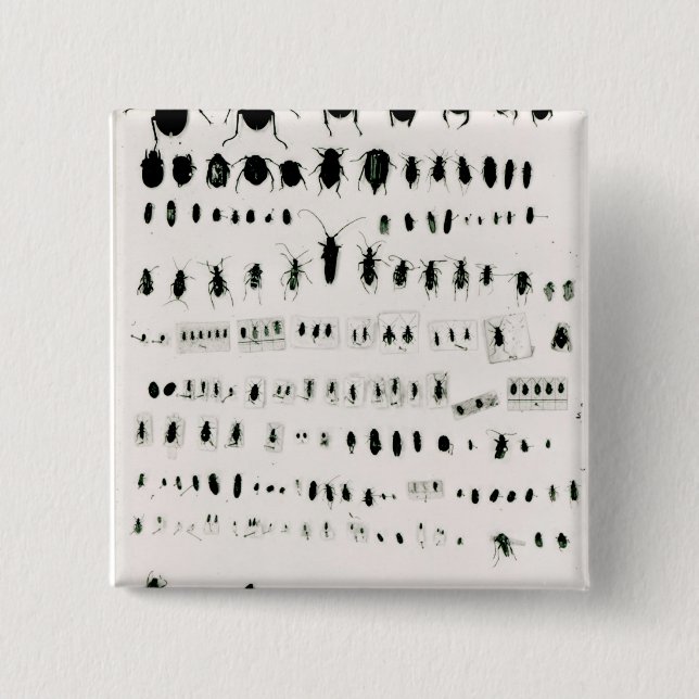 Darwin's insect collection button (Front)