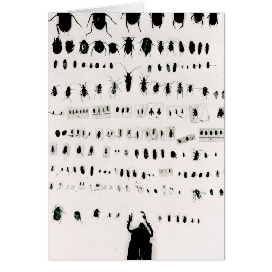 Darwin's insect collection cards (Front)
