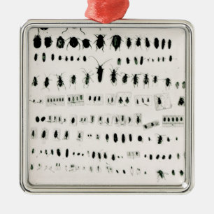Darwin's insect collection metal ornament