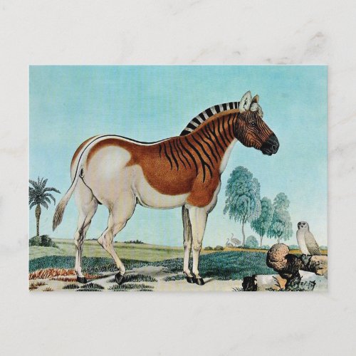 Das Steppenzebra or The Quagga 1882 Postcard