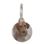 daschund-14 pet name tag