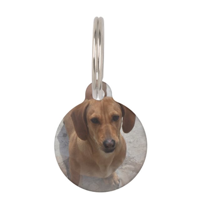daschund-14 pet name tag (Front)