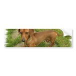 Daschund Bumper Sticker