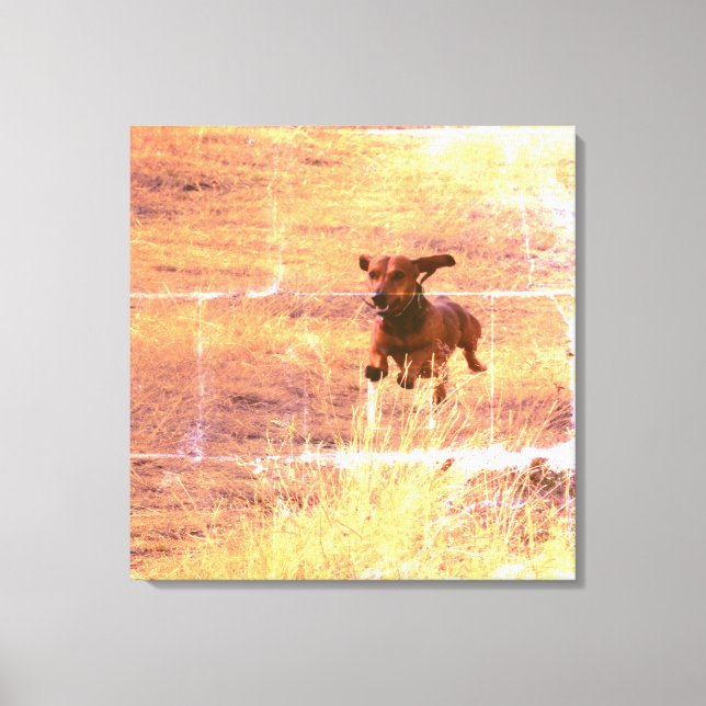 Daschund Dog Jumping in The Field Photography Canvas Print (Front)
