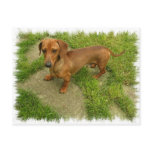 Daschund Horizontal Postcard