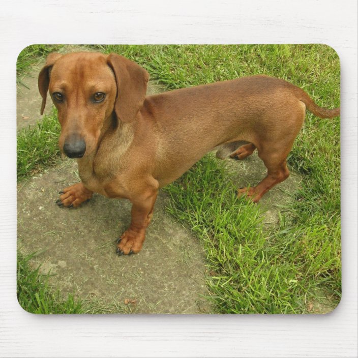 Daschund Mousepad Zazzle Com