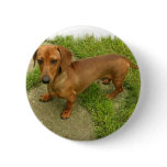 Daschund  Pin
