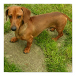 Daschund Poster Print