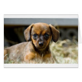 Daschund Pup (Front Horizontal)