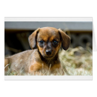 Daschund Pup Cards