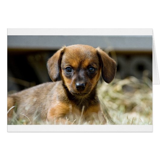 Daschund Pup Cards (Front Horizontal)