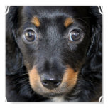 Daschund Puppy Dog Poster