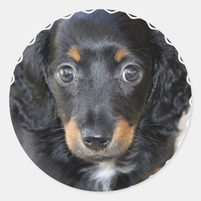 Daschund Puppy Dog Stickers (Front)