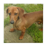 Daschund  Tile