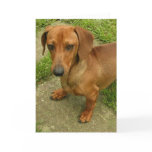 Daschund  Vertical Greeting Card