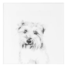 Dash the Dog