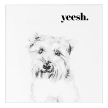 Dash the Dog