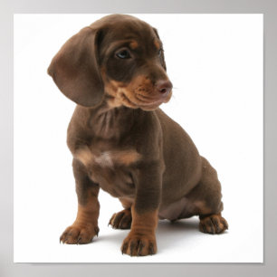 Dashchund Puppy Poster pRint