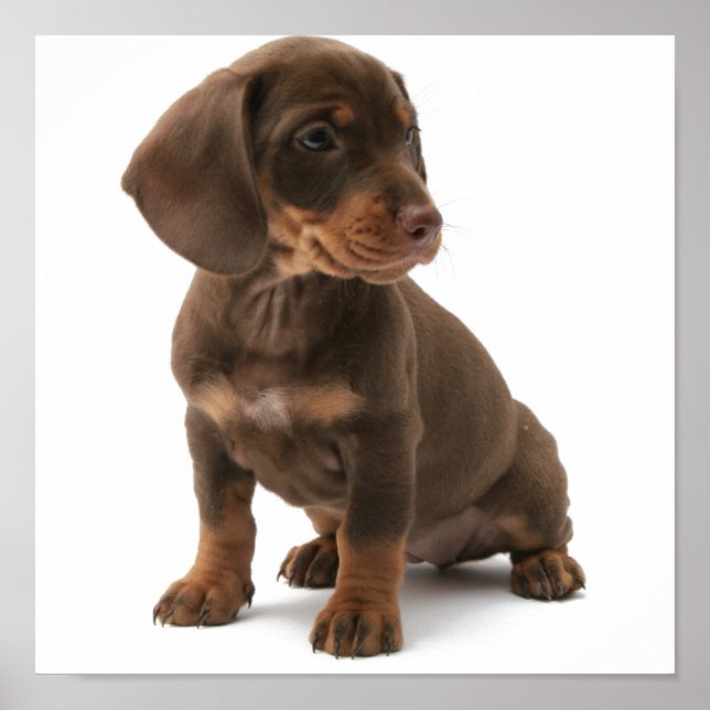 Dashchund Puppy Poster pRint (Front)