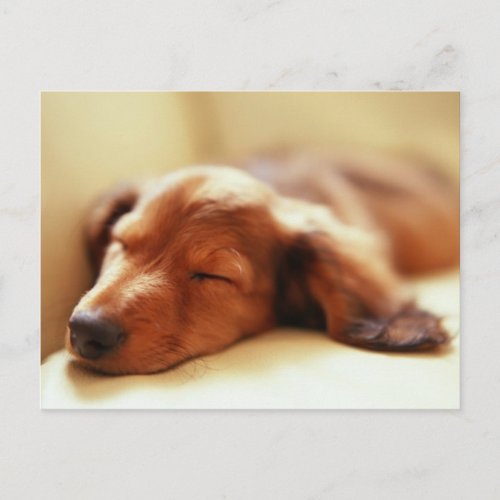 Dashshund sleeping postcard