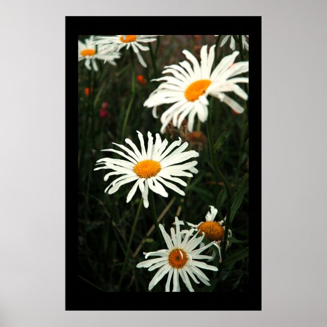 Dasiy Days Poster (Front)