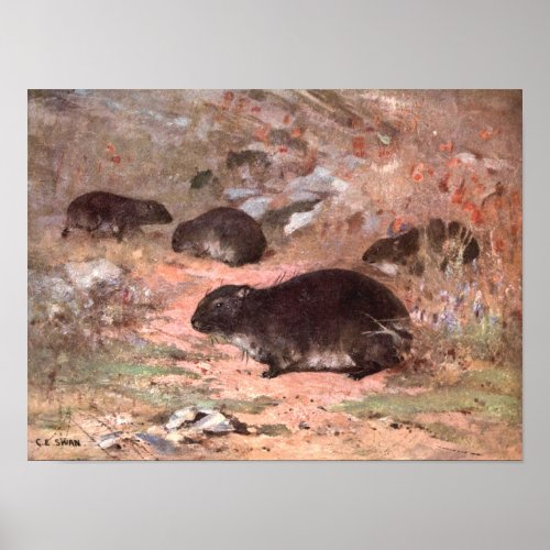 Dassie Rats by CE Swan Vintage Wild Animal Rodent Poster