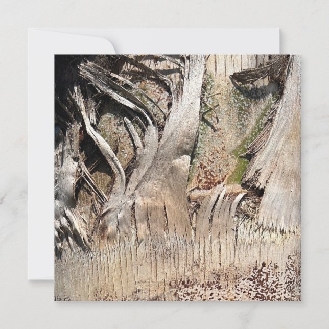 Date Palm Tree Trunk Texture Closeup Photo Image Card (Front)