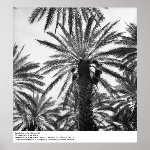 Date Palms in Palm Desert by Ansel Adams Poster
