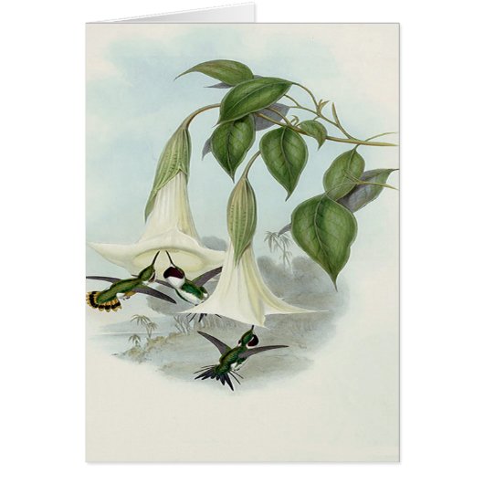 Datura and Hummingbird (Front)